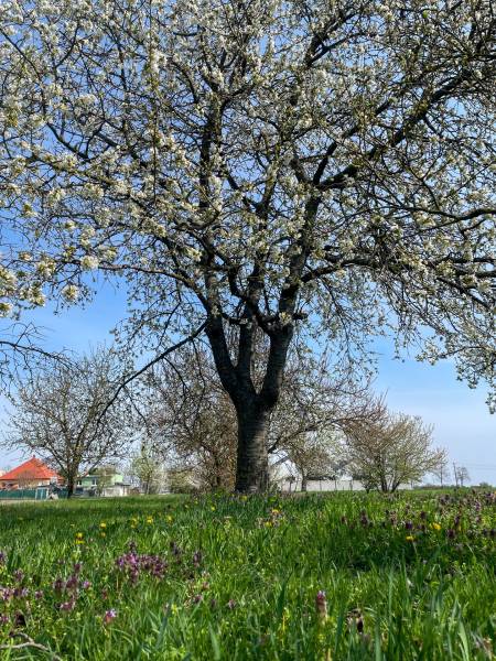 Prodazha Uchastki-prozhivanie, Uchastki-prozhivanie, Dunajská Streda, 